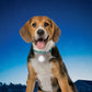Nite Ize SpotLit Collar Light Disc-O Select