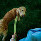 Nite Ize NiteDog Rechargeable LED Leash (Lime)